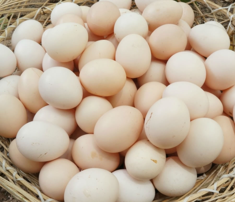 Trứng gà Ác dinh dưỡng